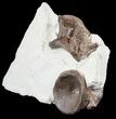 Large Xiphactinus Vertebrae In Rock - Kansas #54268-4